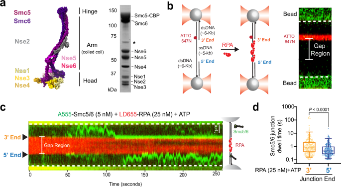 Fig. 1: Smc5/6 preferentially binds to the 3’ junction of a ssDNA gap substrate.