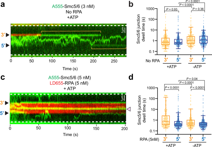 Fig. 2: RPA and ATP contribute to Smc5/6’s preference for 3’ junctions.