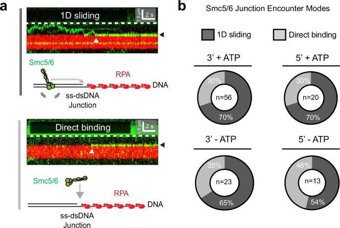 Fig. 3: Smc5/6 uses both 1D sliding and direct binding to target ss-dsDNA junctions.