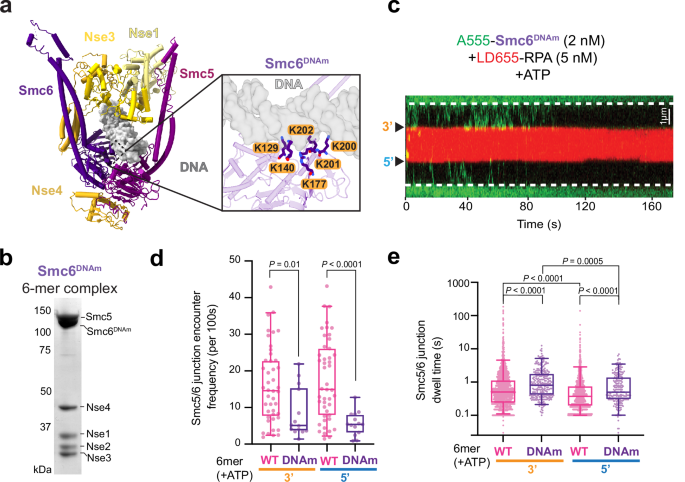 Fig. 5: Mutating Smc6 DNA binding sites leads to less frequent junction encounters.