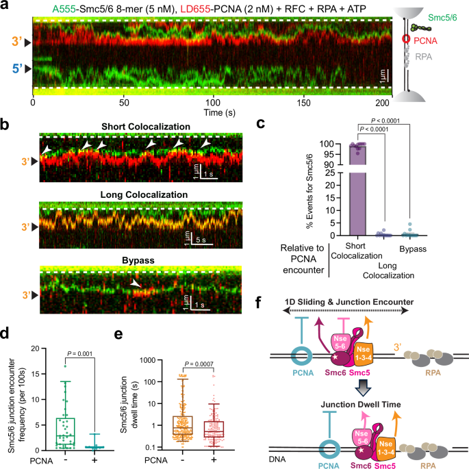 Fig. 6: PCNA constrains 1D sliding and junction binding of Smc5/6.