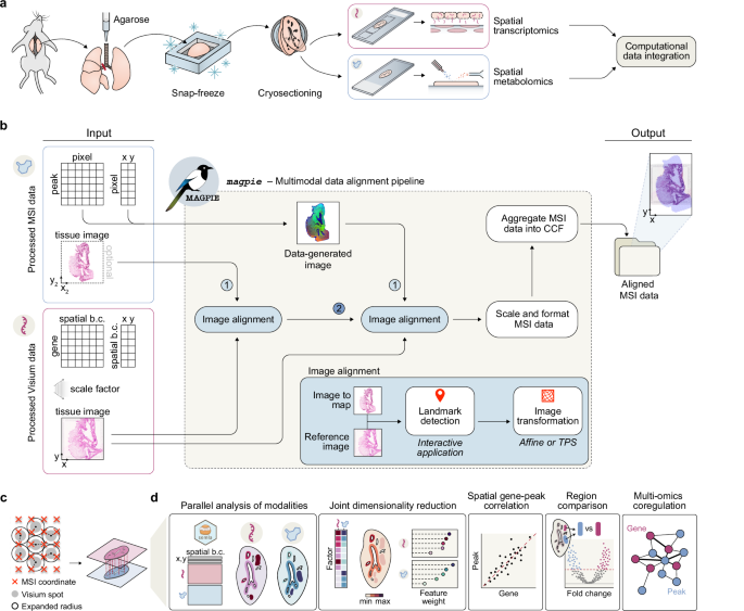 Fig. 1: Spatial multi-modal processing workflow and integration using the MAGPIE framework.