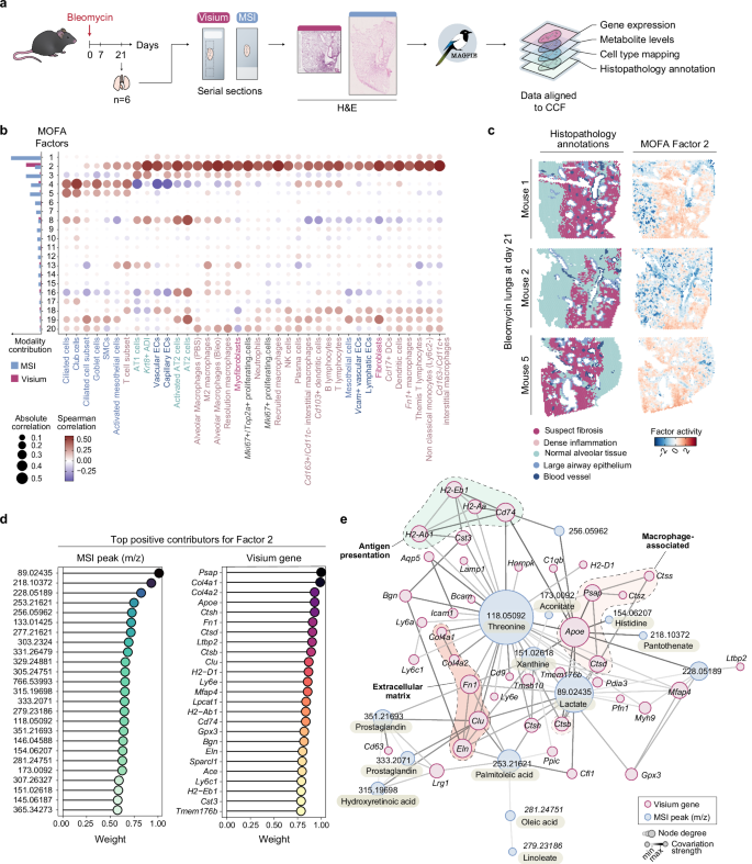 Fig. 3: Integrative spatial transcriptomic and metabolomic analysis of bleomycin (BLM)-induced lung fibrosis.