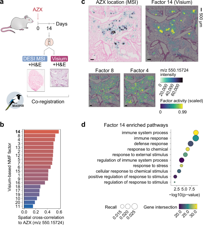 Fig. 4: MAGPIE co-registration of spatial multi-omics datasets from AZX-treated rat lung.