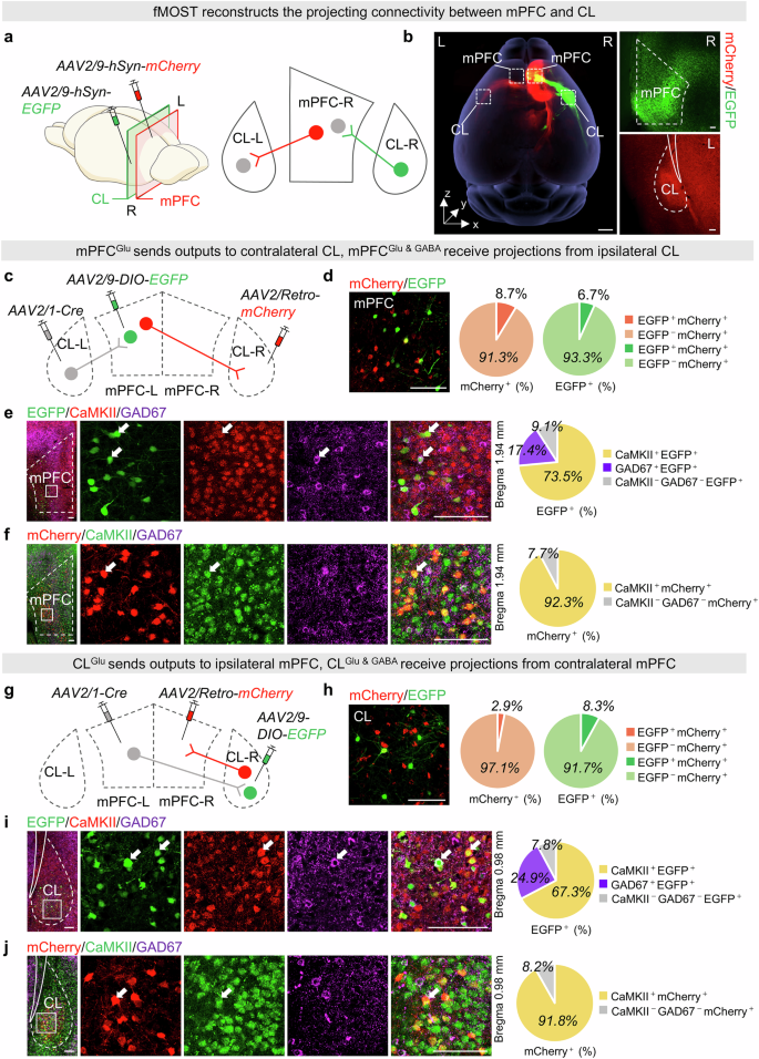 Fig. 1: mPFC and CL project onto each other.