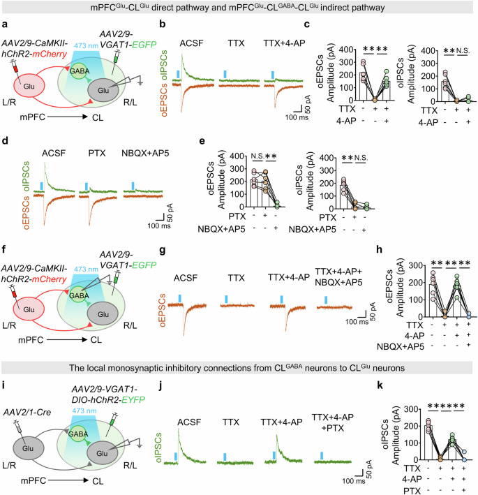 Fig. 2: The mPFC-CL pathway has strong feedforward inhibitory effects.