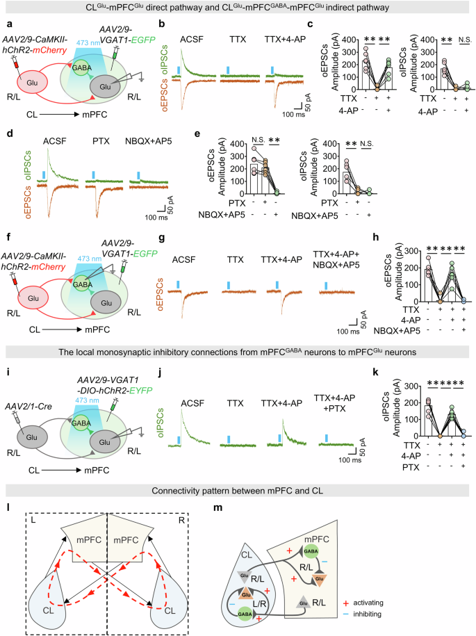 Fig. 3: The CL-mPFC pathway exerts strong feedforward inhibitory effects.