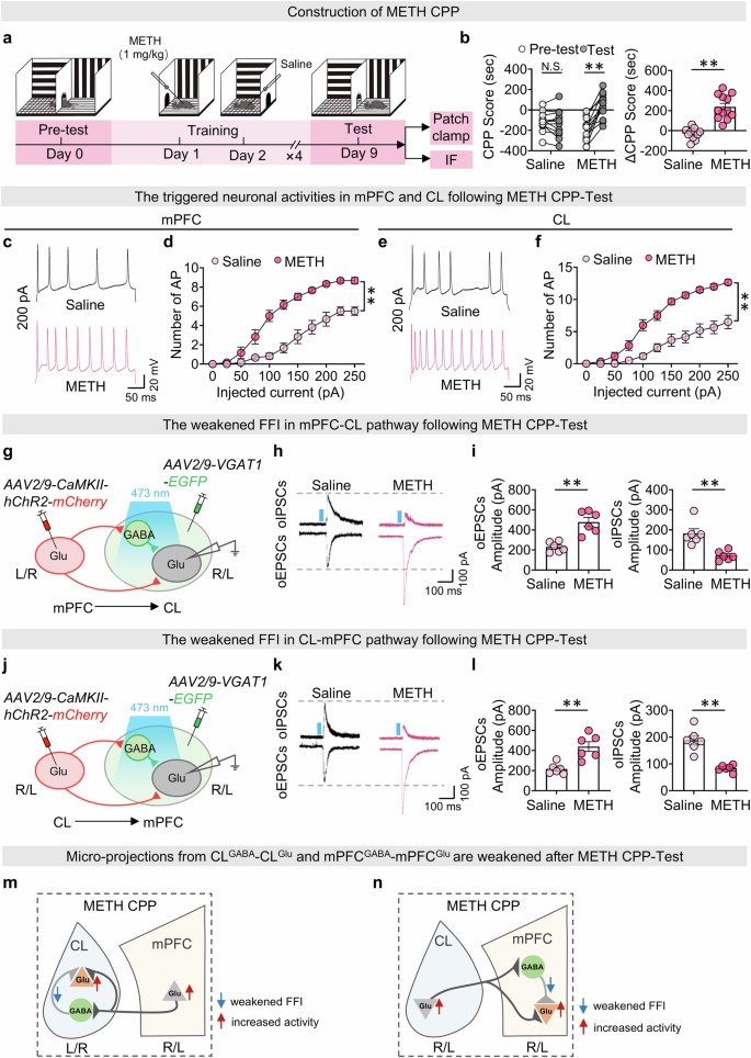 Fig. 5: The mPFCGlu and CLGlu neurons are activated, while the FFI in mPFC-CL circuits is weakened under METH CPP.
