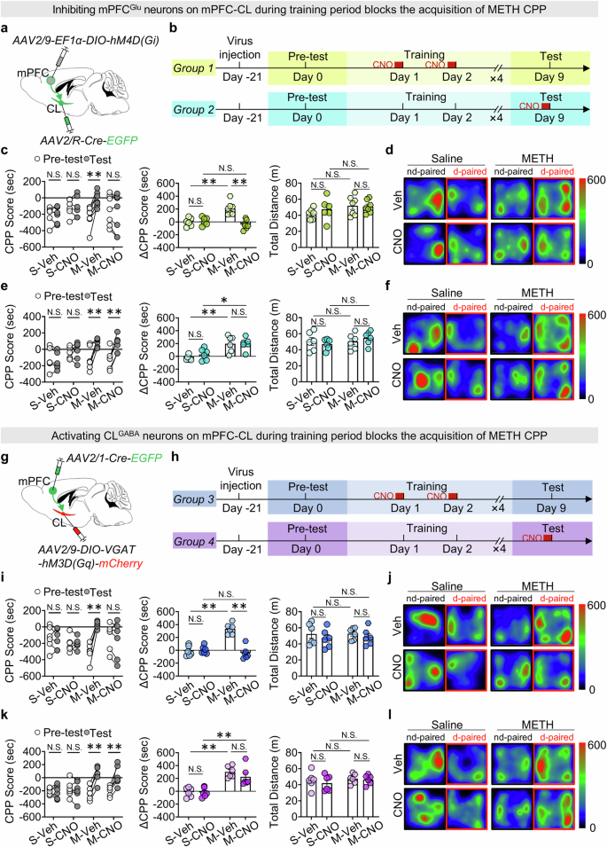 Fig. 6: The top-down mPFC-CL pathway contributes to the encoding of METH reward memory during the process of METH CPP-Training.