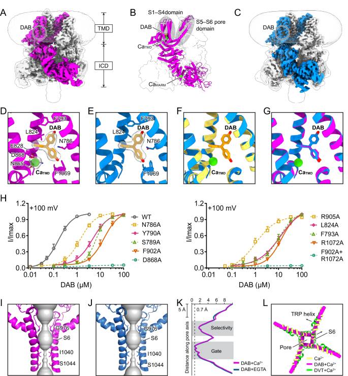 Fig. 3: Structural and functional characterization of TRPM4 in the presence of DAB.