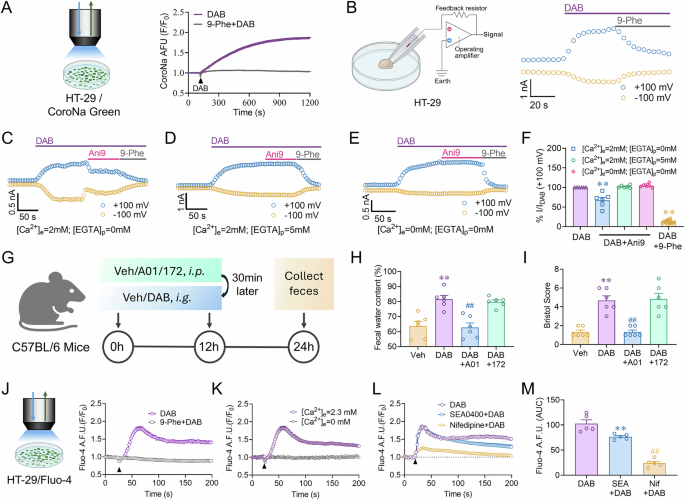 Fig. 4: TRPM4 → VGCC/NCX → ANO1 coupling in intestinal epithelium mediates the laxative effect of DAB.