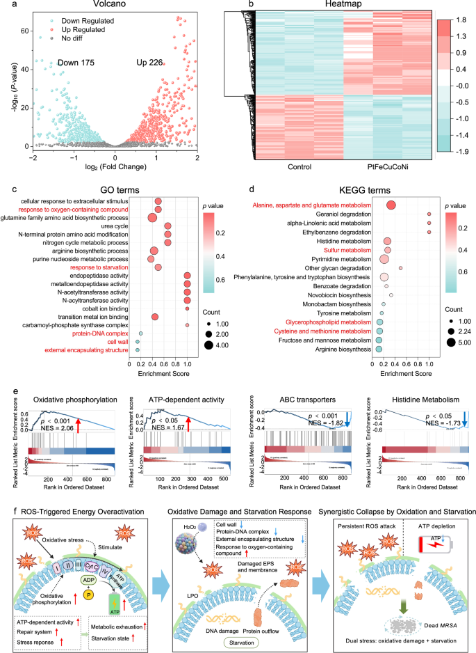Fig. 6: Transcriptomic analysis of the MRSA killing mechanism.
