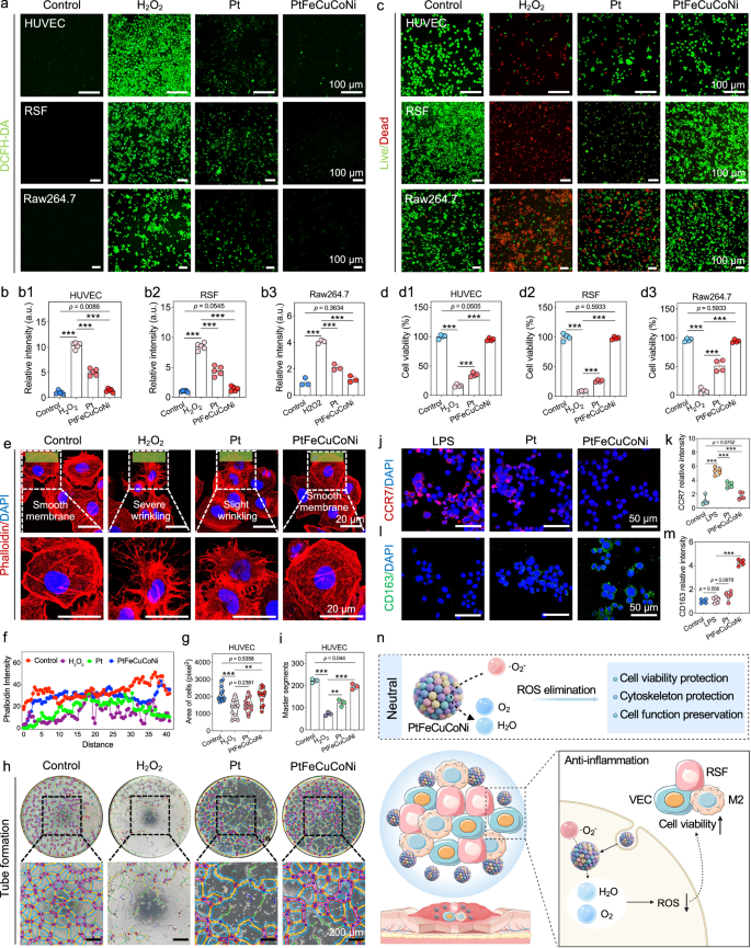 Fig. 7: In vitro ROS clearance and cell protection by HEA NPs-based Janus artificial enzymes.