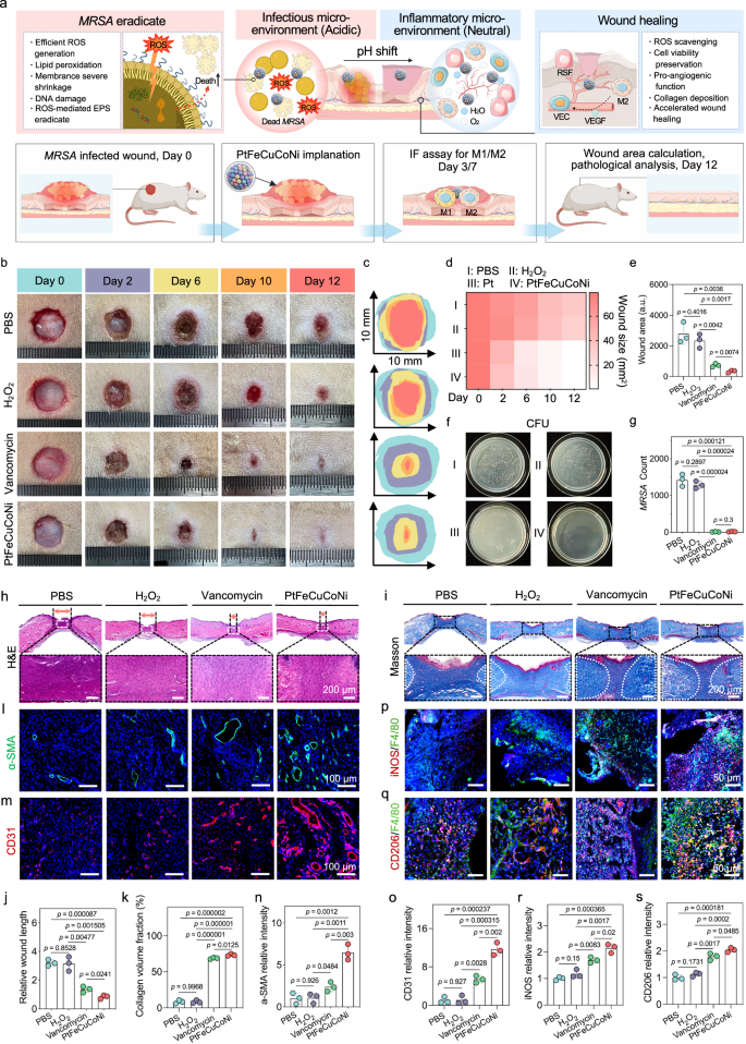 Fig. 9: Microenvironment-adaptive and pH-gated ROS-catalytic healing of MRSA-infected cutaneous lesions.