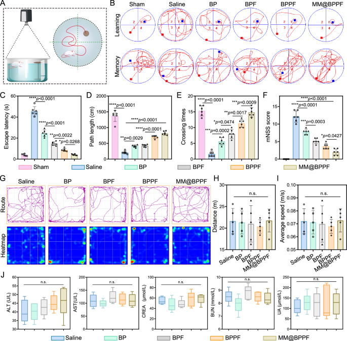Fig. 10: In vivo evaluation of neurological function and biocompatibility of rats after different treatments.