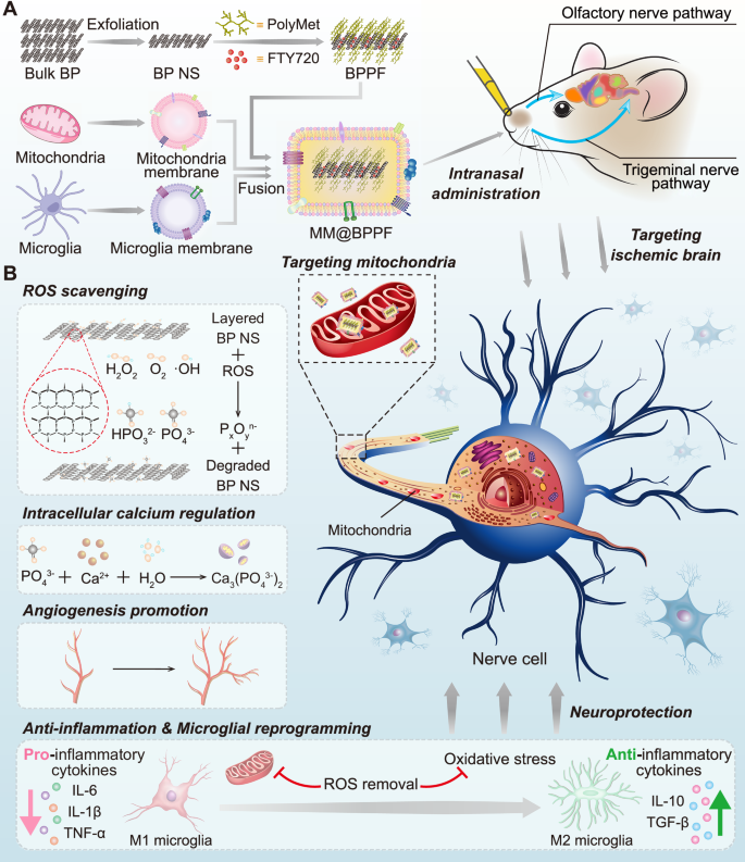 Fig. 1: Schematic illustration of the study design.