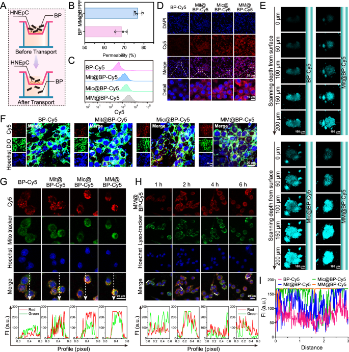 Fig. 3: In vitro penetrability and targeting ability of MM@BPPF.