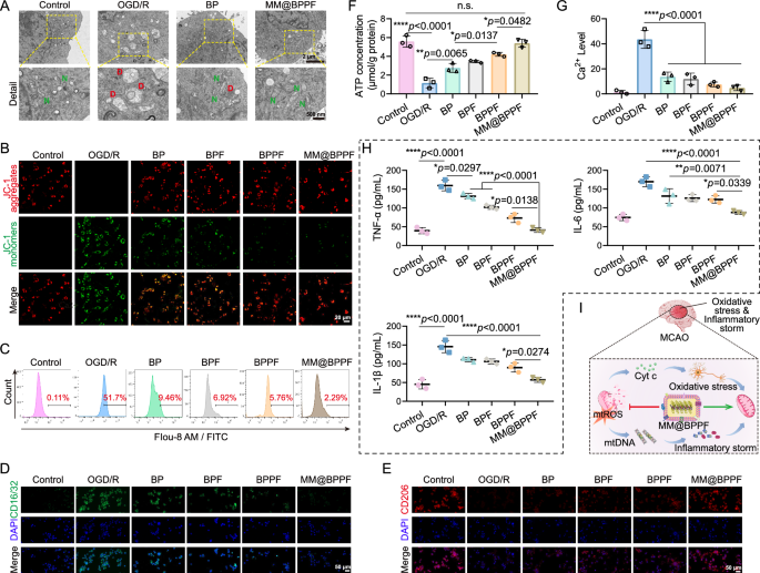 Fig. 5: In vitro neuroprotective mechanisms of MM@BPPF.