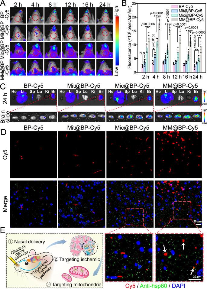 Fig. 6: Evaluation of in vivo brain distribution and mitochondrial targeting ability of MM@BPPF.