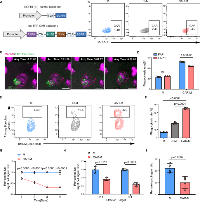 Fig. 1: Construct and verify the CAR-M system targeting activated fibroblasts.