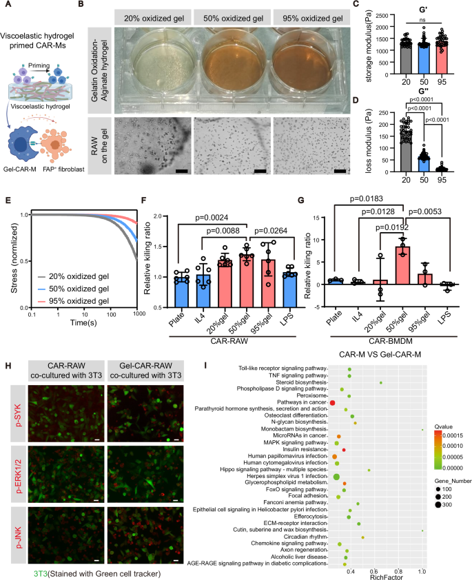 Fig. 2: Viscoelastic hydrogel substrate endows CAR-Ms with enhanced functionality.