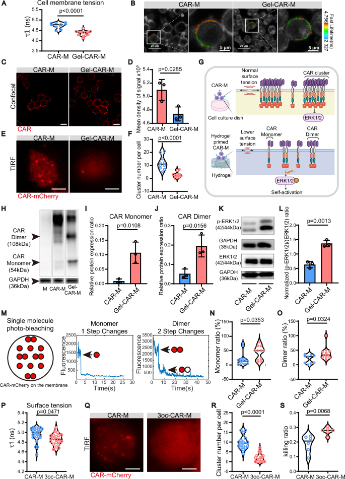 Fig. 3: Decrease of cell membrane tension leads to membrane CAR redistribution with upregulation of p-ERK.