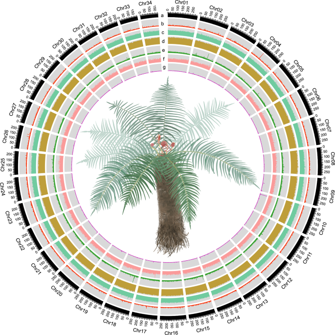Fig. 1: Genome features and morphological illustration of B. insignis.