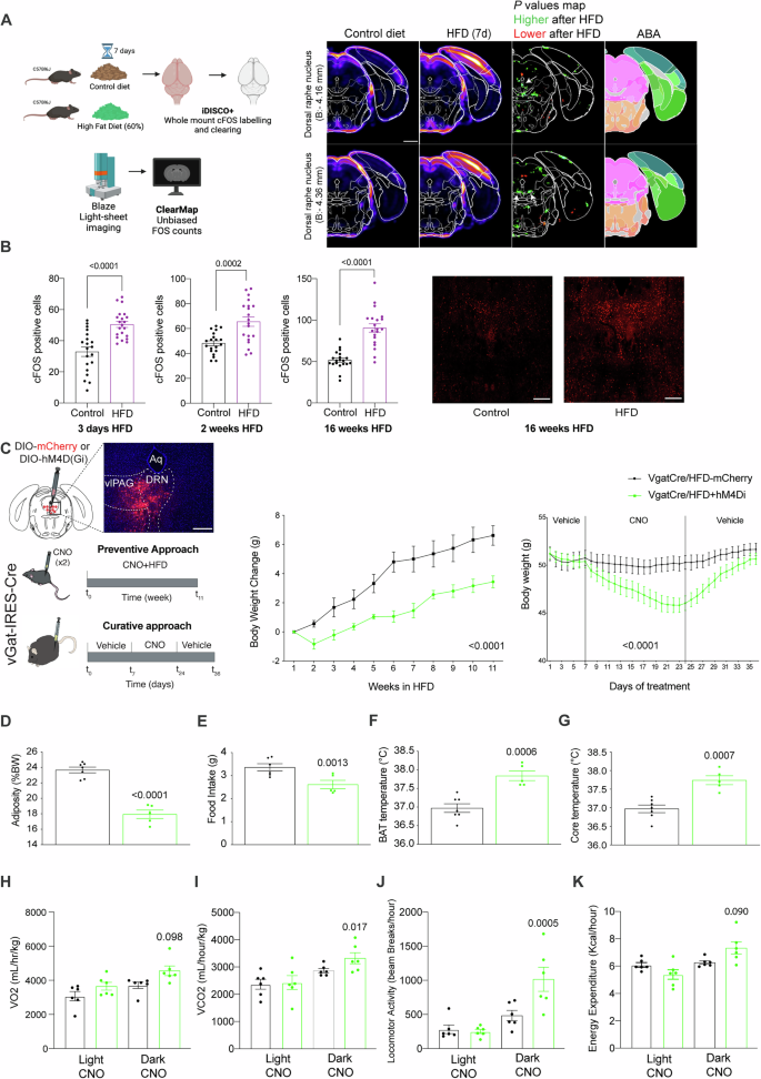 Fig. 1: Chronic inhibition of DRN/vlPAGVGAT neurons ameliorates obesity.
