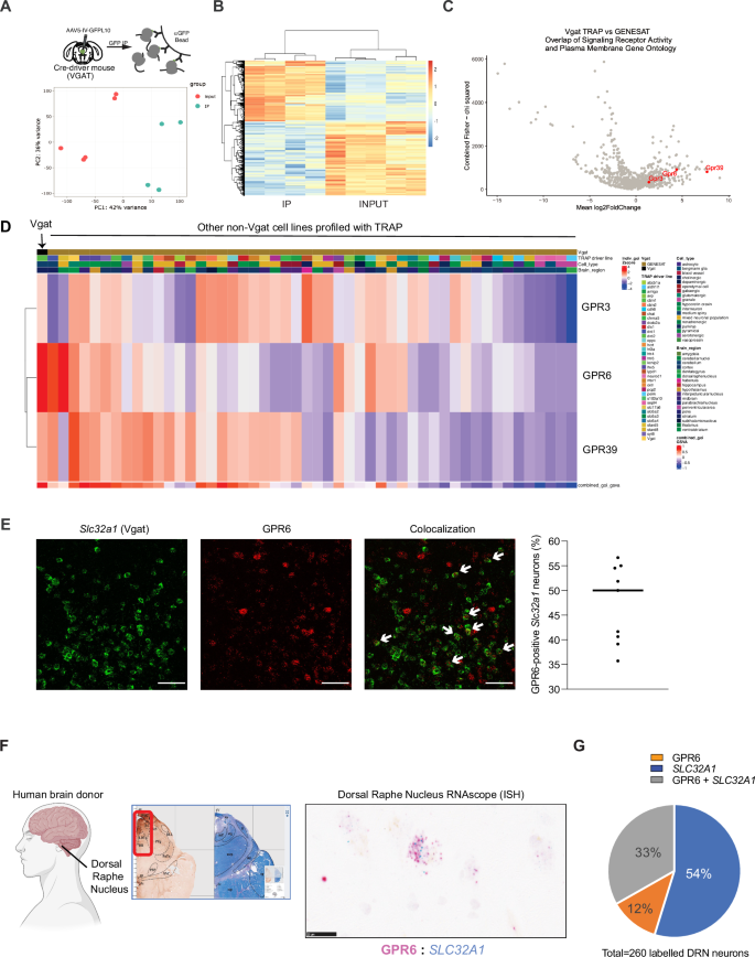 Fig. 2: Genetic profiling of DRN/vlPAGVGAT neurons and GENSAT database comparison reveal GPR6 as a druggable target.