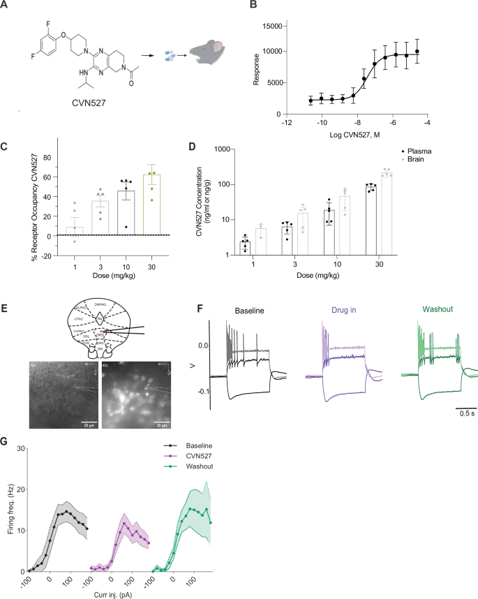 Fig. 3: Development and electrophysiological validation of CVN527 as a potent, selective GPR6 inverse agonist.