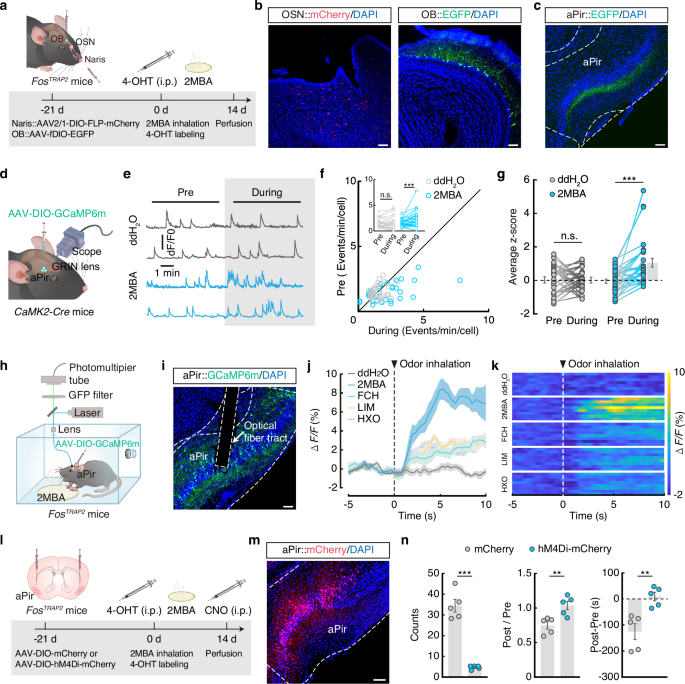 Fig. 2: 2MBA activates aPirGlu neuronal activity to trigger retching-like behavior and aversion.