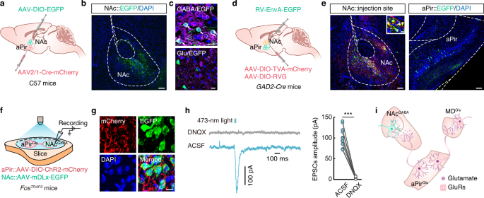 Fig. 4: 2MBA-activated aPirGlu neurons project to the NAc.