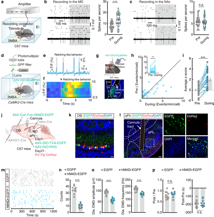 Fig. 5: The nose → OB→aPir → MD circuit controls 2MBA-triggered retching-like behavior.