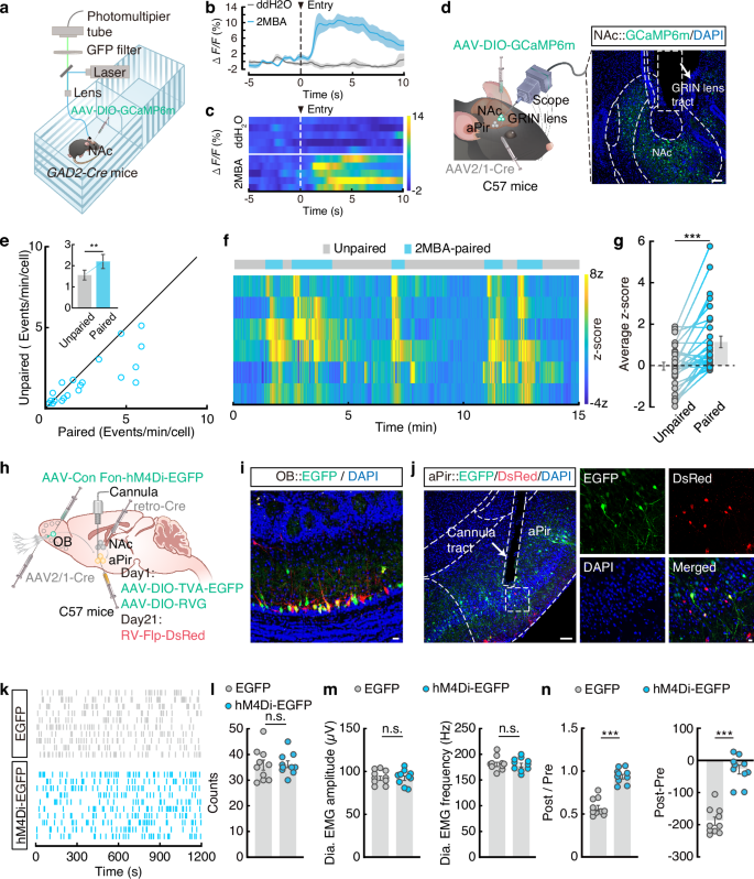 Fig. 6: The nose → OB→aPir → NAc circuit controls 2MBA-triggered aversion.