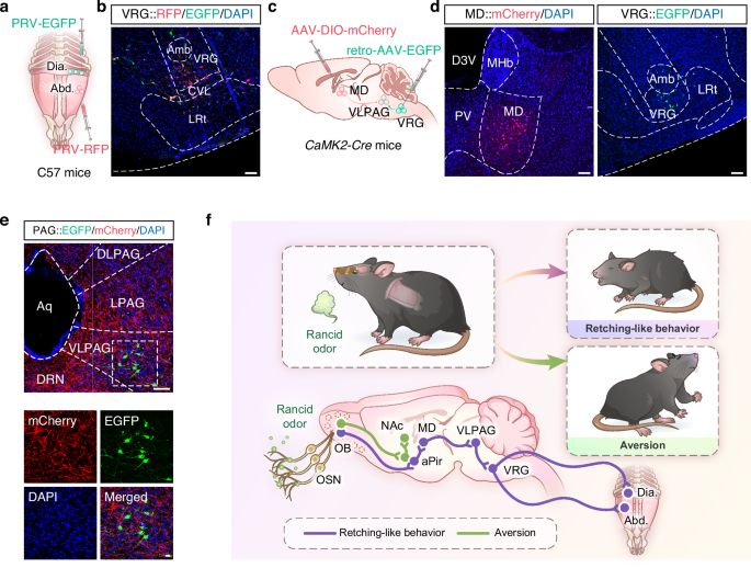 Fig. 7: Defining a MD → VLPAG → VRG→respiratory muscles circuit.