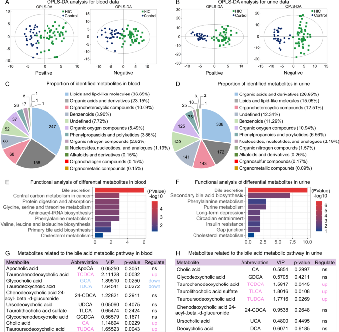 Fig. 2: Blood and urine metabolomic analysis reveals bile acids (BA)-related metabolic alterations.