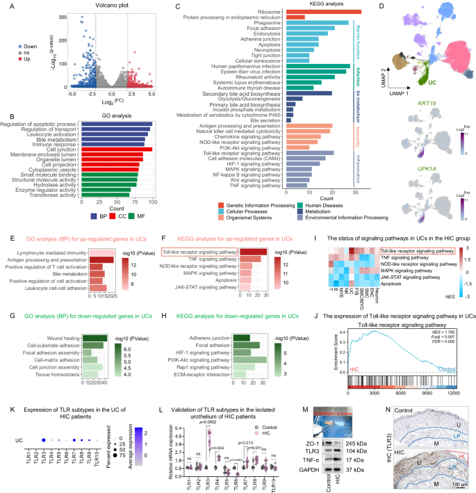 Fig. 3: Single-cell RNA sequencing identifies TLR signaling as a key mediator of urothelial injury in HIC.