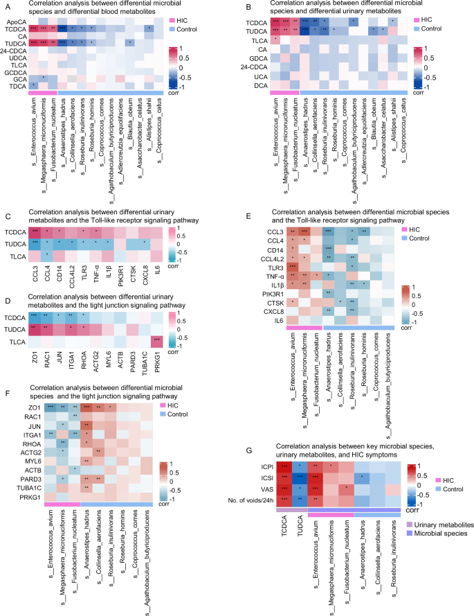 Fig. 4: Crosstalk among gut microbiota alterations, bile acid metabolism, and bladder injury-related pathways in HIC.