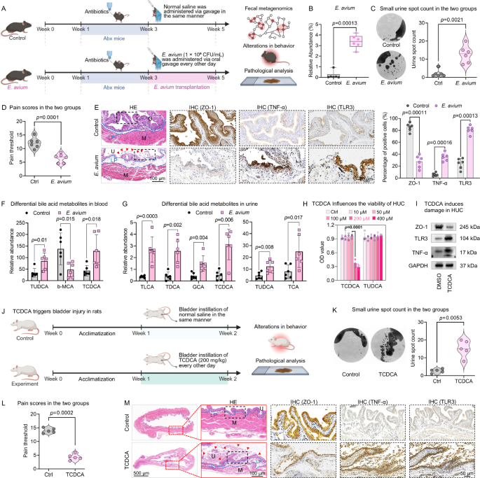 Fig. 6: E. avium transplantation induces urothelial injury via TCDCA upregulation.
