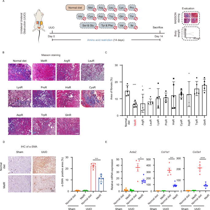 Fig. 1: Amino acid restriction screening in the UUO (unilateral ureteral obstruction) mice.