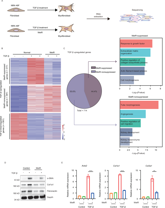 Fig. 3: Methionine restriction (MetR) inhibits TGF-β-induced fibrotic gene expression during myofibroblast activation.