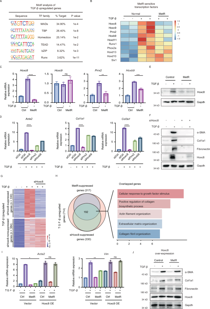 Fig. 4: MetR suppresses fibrotic gene expression by targeting Hoxc8.