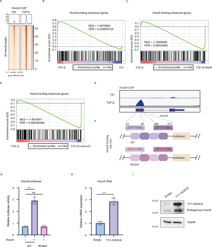 Fig. 6: Hoxc8 enhances its own expression and promotes the activation of fibrotic genes.