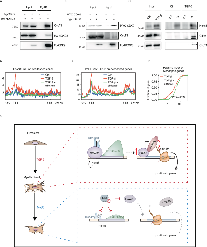 Fig. 7: Hoxc8 interacts with P-TEFb to promote the transcriptional elongation of fibrotic genes.