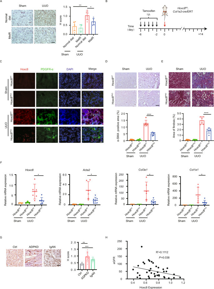 Fig. 8: Fibroblast-specific Hoxc8 knockout alleviates kidney fibrosis.