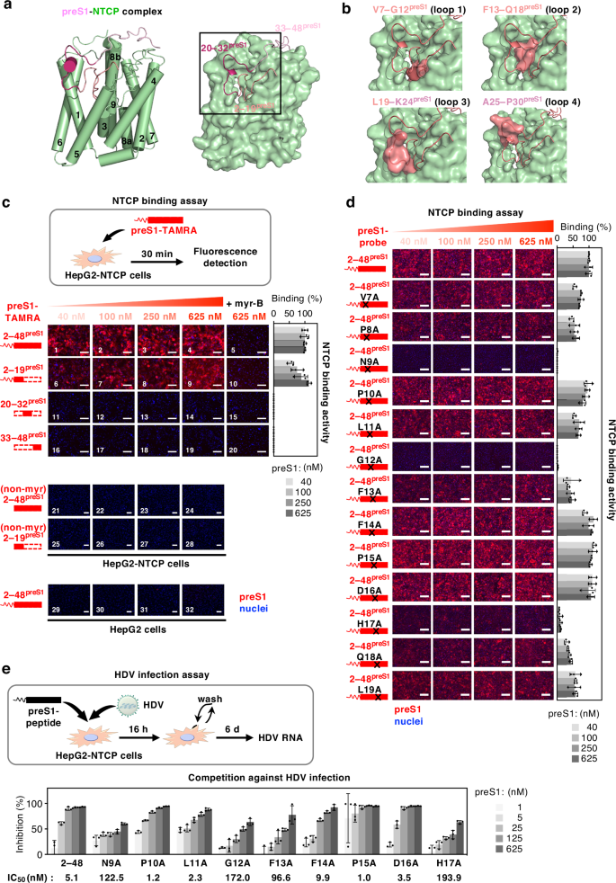 Fig. 1: The myristoylated 2–19 aa region of preS1 is essential for de novo binding to NTCP.