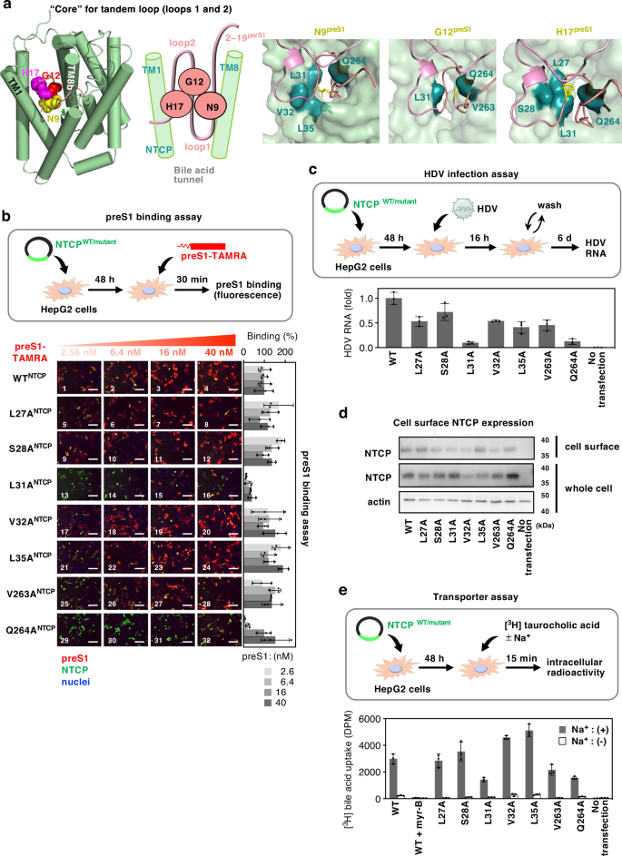 Fig. 2: Leu31 and Gln264 in NTCP mediates preS1 binding and viral infection.