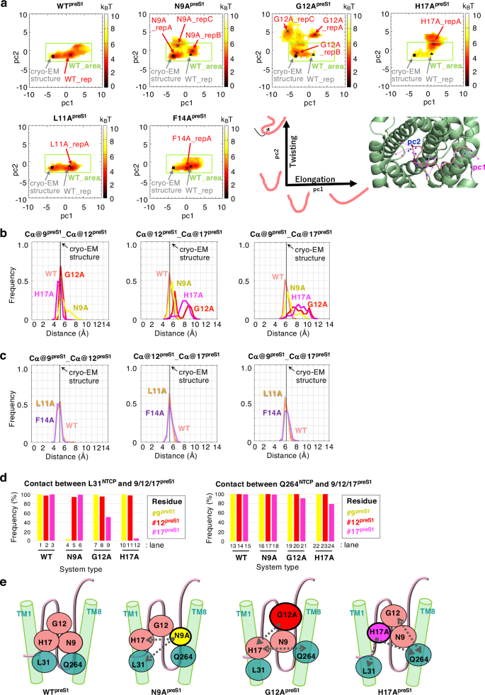 Fig. 3: Molecular dynamics simulation showing the role of Asn9preS1, Gly12preS1, and His17preS1 in forming stable complex with NTCP.