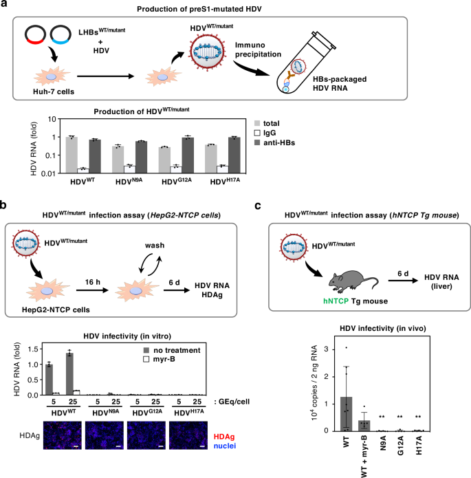 Fig. 4: Significance of Asn9preS1, Gly12preS1, and His17preS1 in rendering virion infectivity.