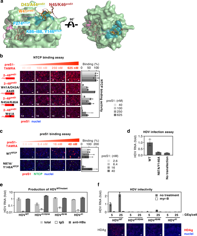 Fig. 5: Trp41preS1 stabilizes the binding pose with NTCP for productive virion infection.